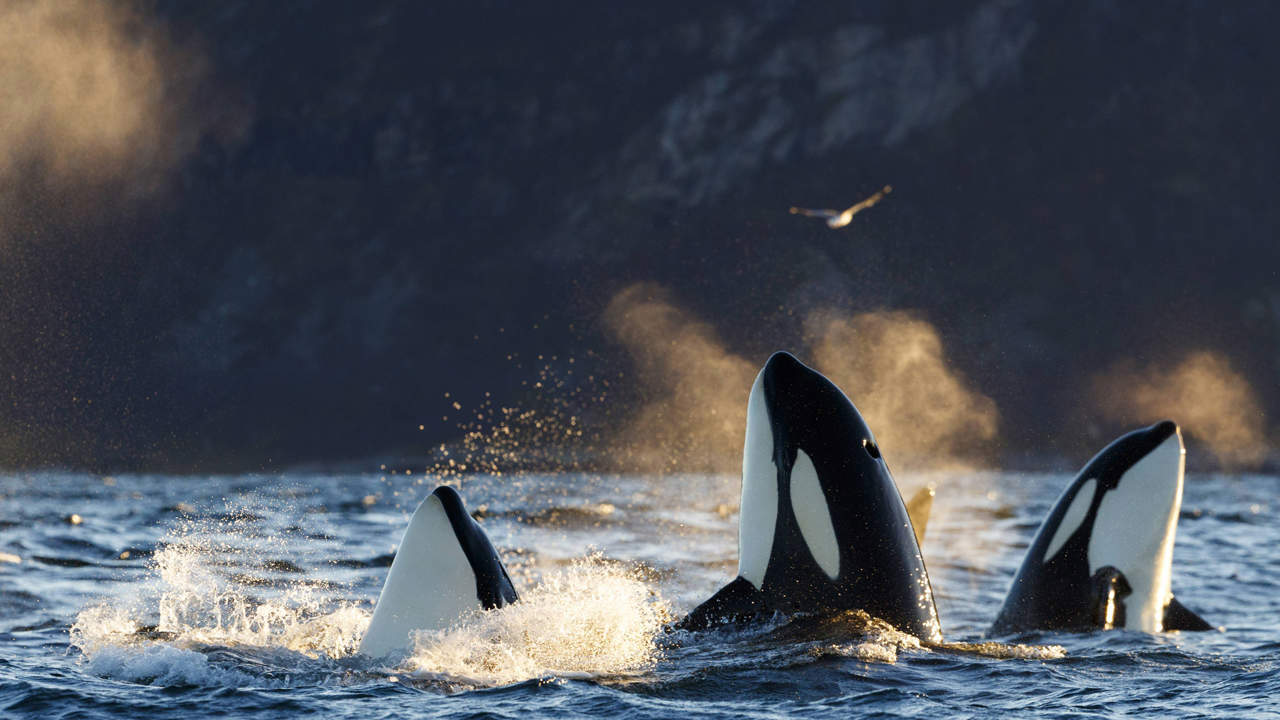 The New York Times: "Orcas Sank 3 Boats in Southern Europe in the Last Year, Scientists Say"