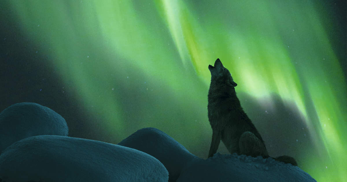 The Wolves Are Back: Yellowstone National Park