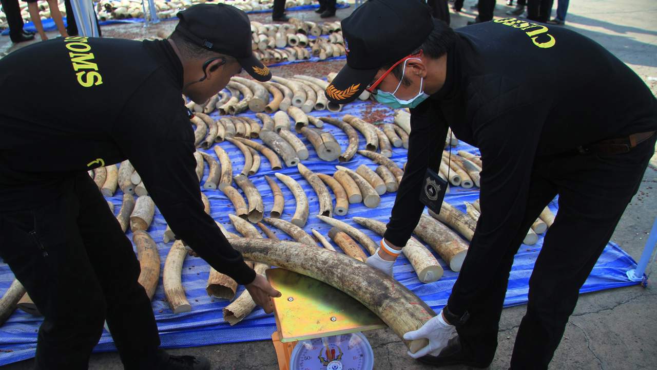 Confiscated elephant tusks in Thailand.