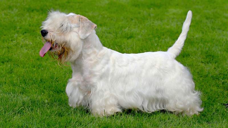 Sealyham Terrier
