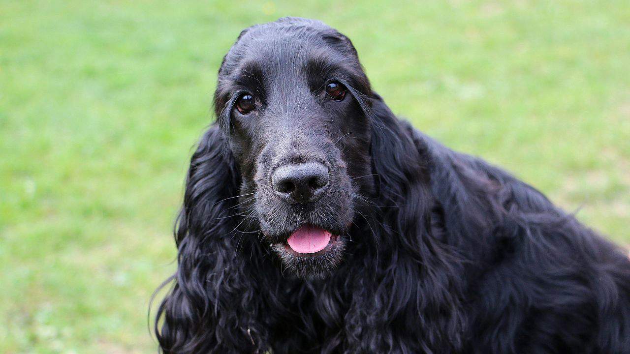 Cocker spaniel inglés