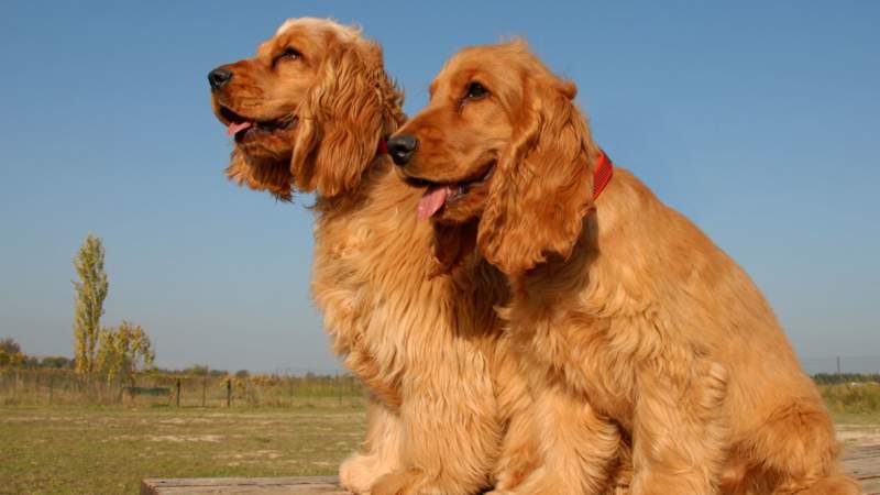 cocker spaniel inglese