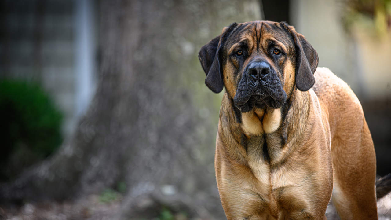 English Mastiff