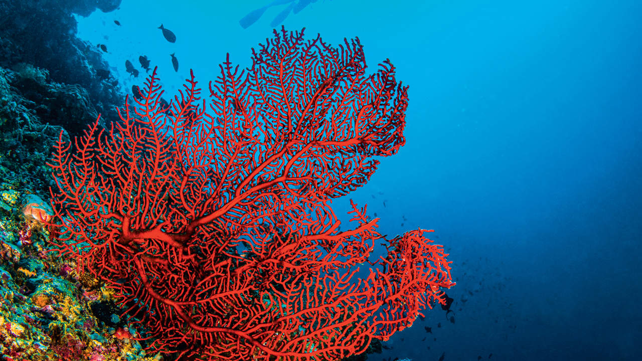 The Great Barrier Reef: Australia’s Natural Wonder