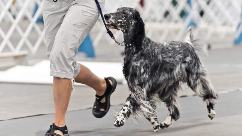 English setter