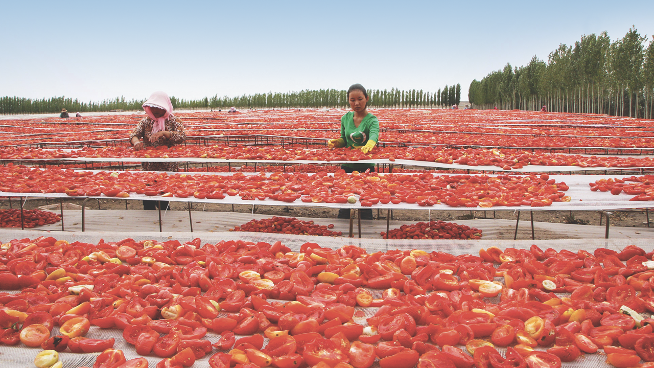 Air-drying tomatoes destined for ketchup factories in Xinjiang Uygur, China.