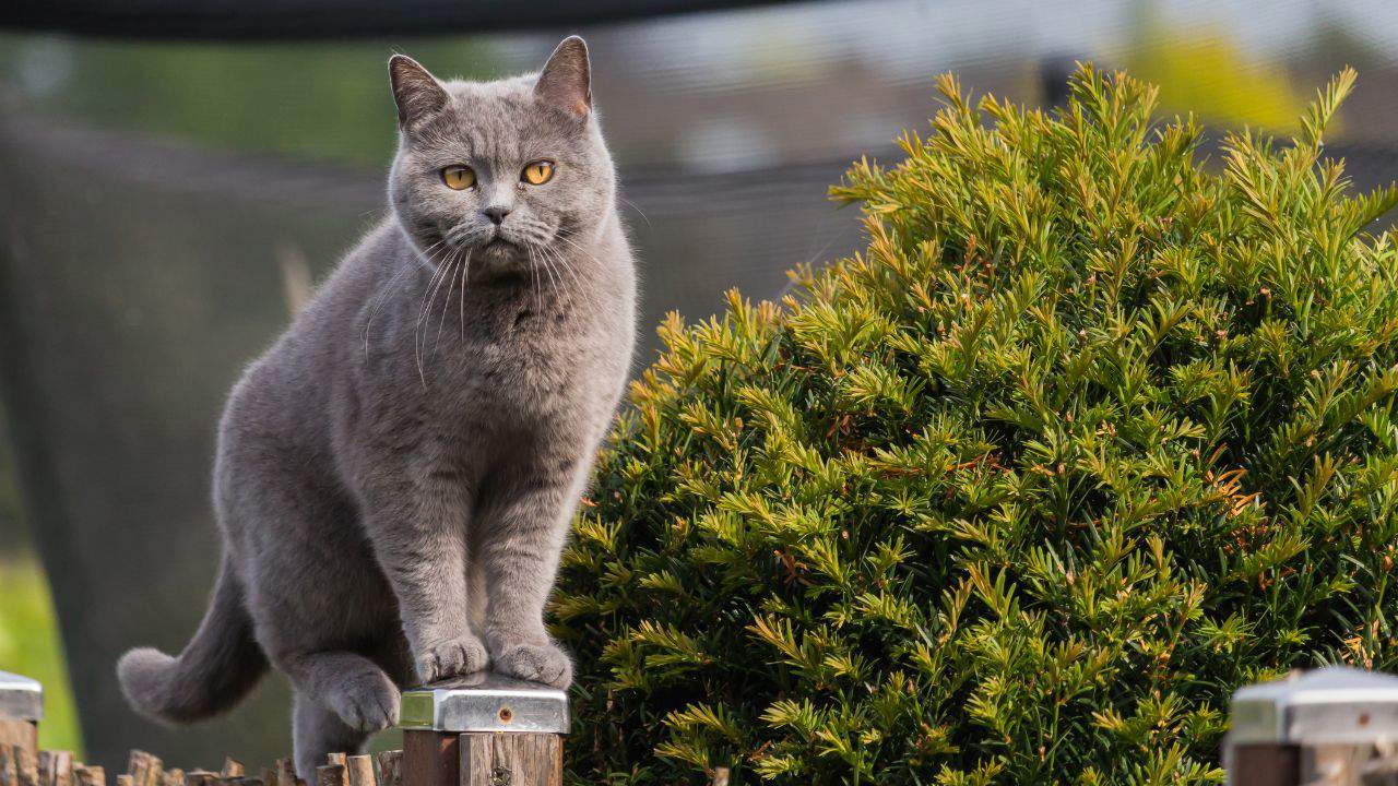 British Shorthair nella Giornata Internazionale del Gatto, ti