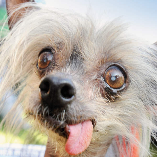 World’s Ugliest Dog Contest: Beautiful Ugly Dog