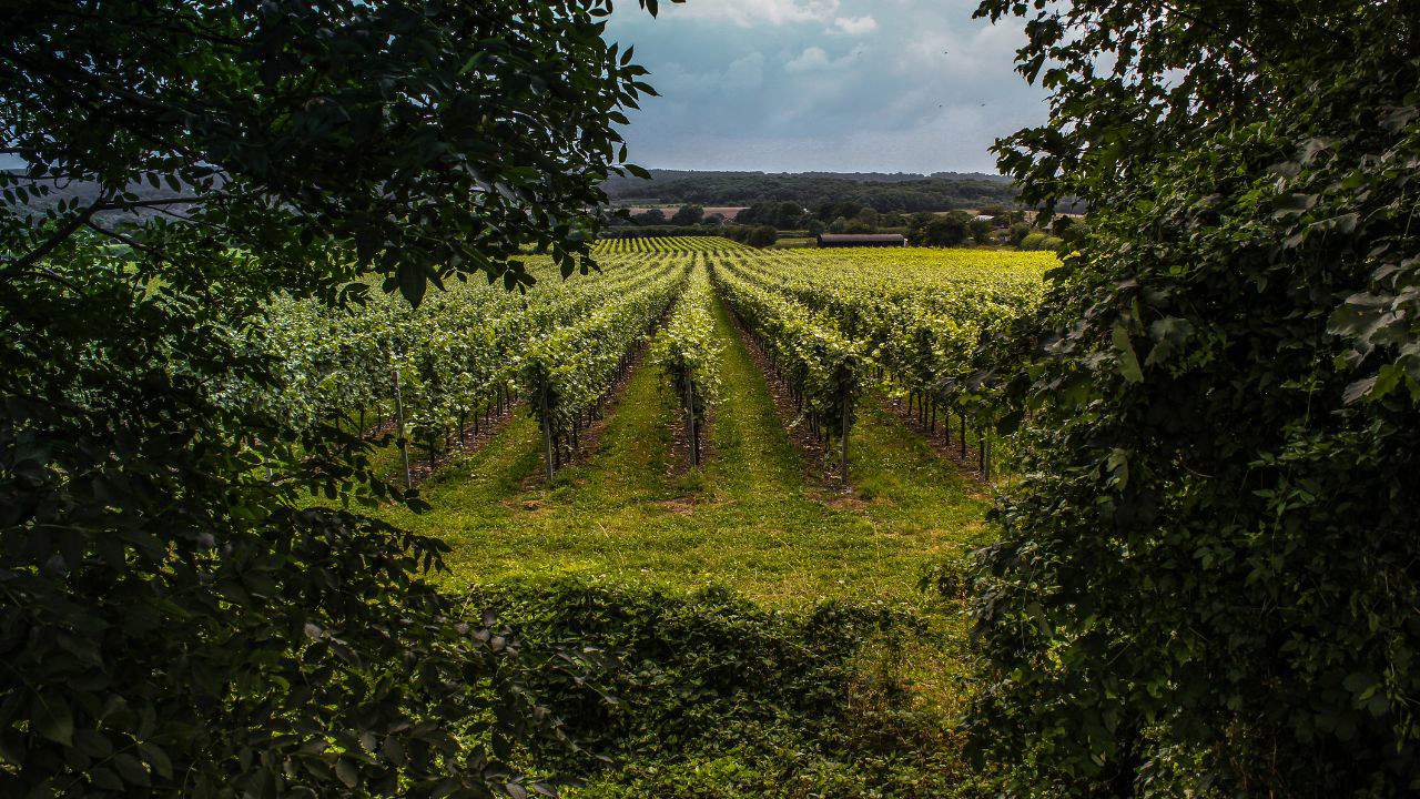 Vineyard in Surrey, UK