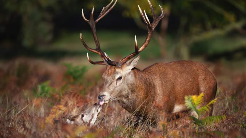 Richmond Park, London