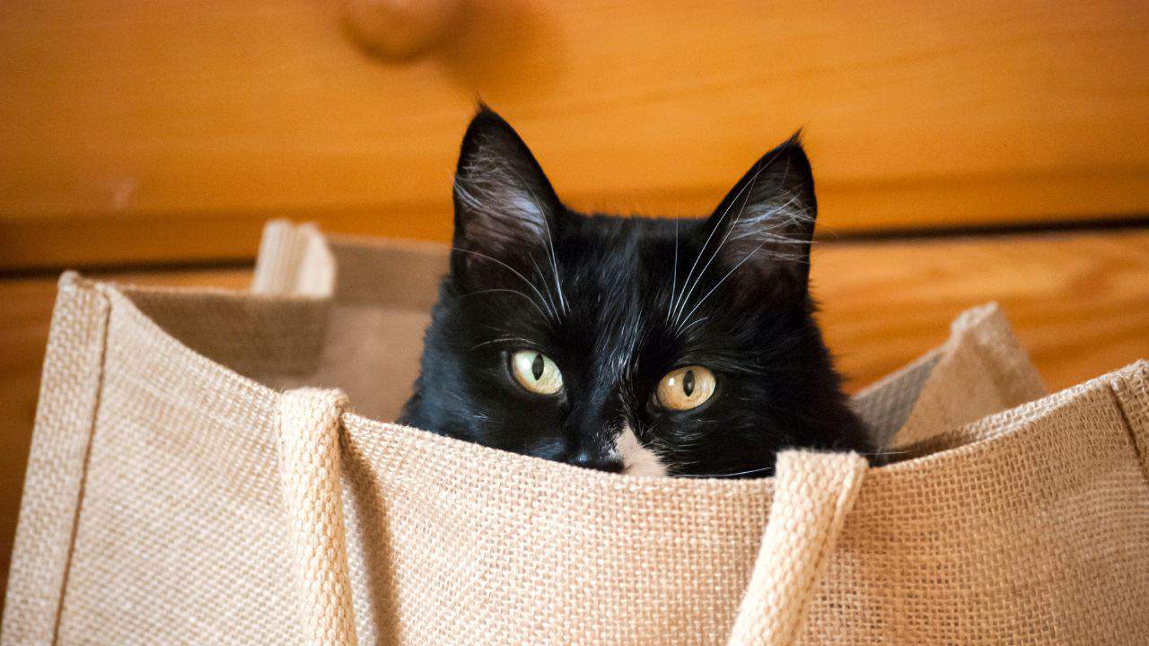 "Let the cat out of the bag"