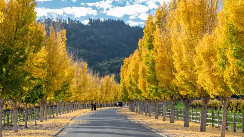 Napa Valley