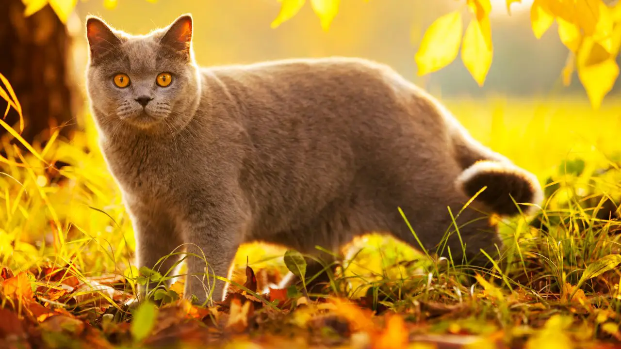 British Shorthair: storia, caratteristiche e cura della più antica razza felina del Regno Unito