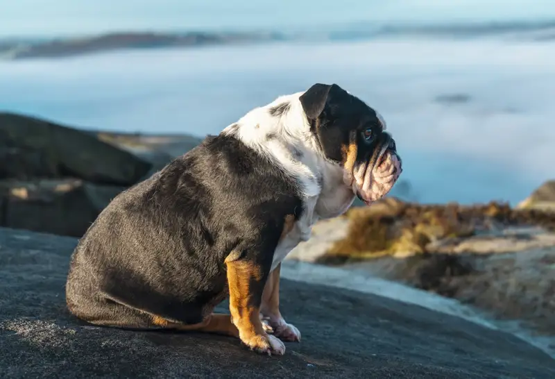 Bulldog inglese adulto