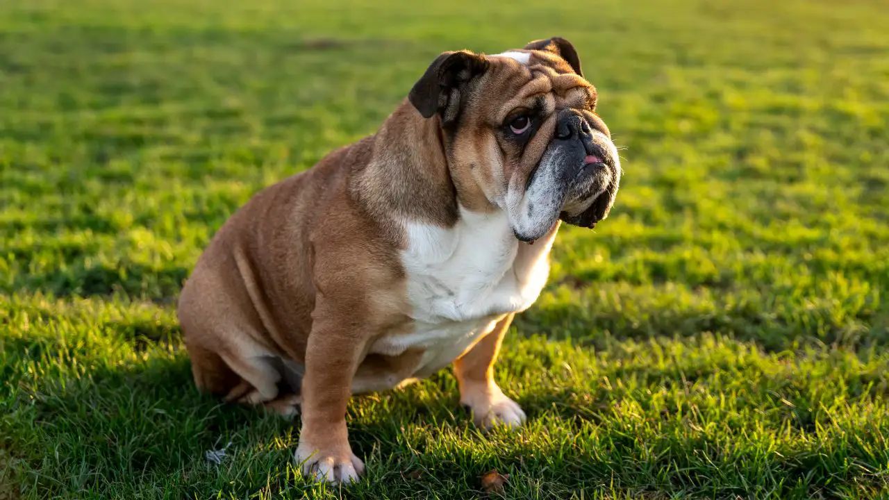 Bulldog inglese: caratteristiche, personalità e cura di una delle razze canine più iconiche del Regno Unito