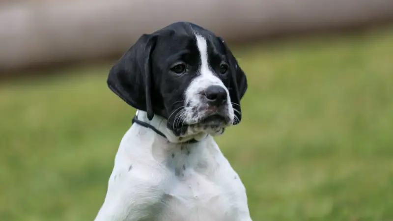 Cucciolo di pointer inglese