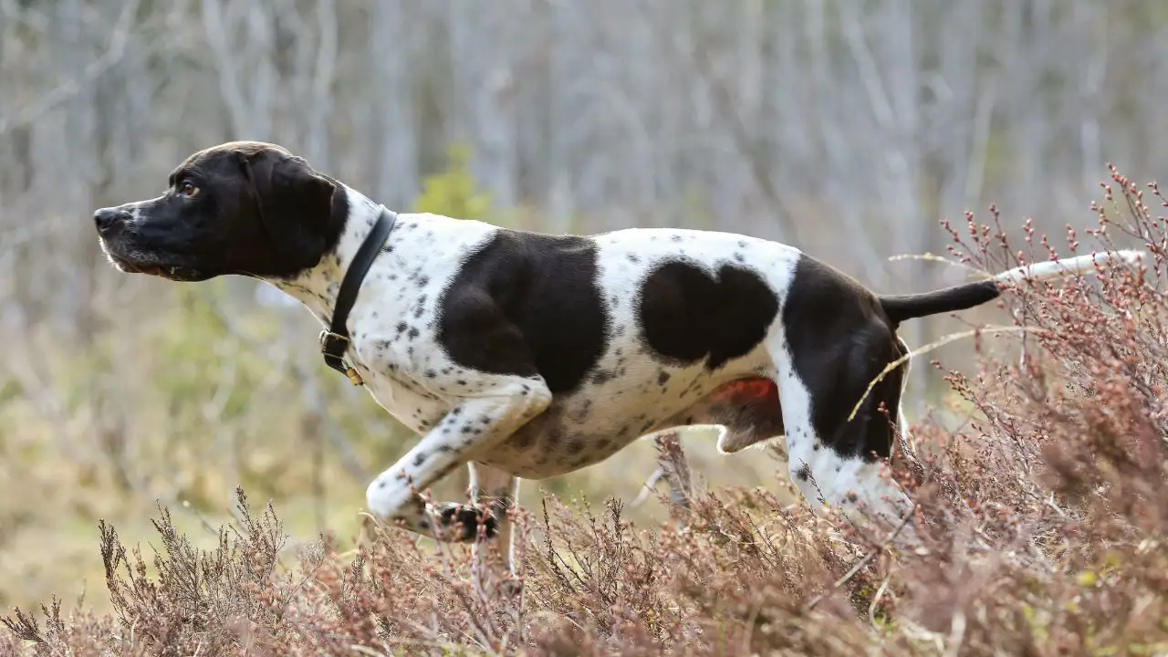 Tutto sul Pointer inglese, il cane da caccia dal cuore d'oro