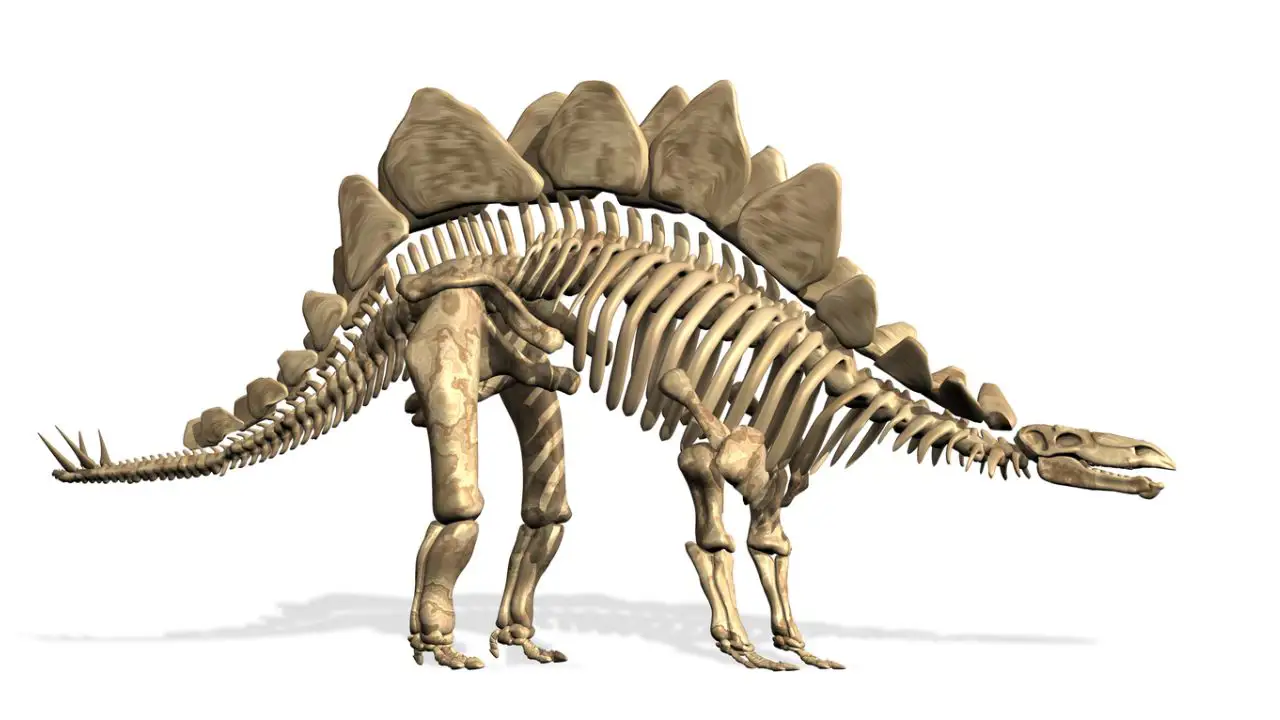  Riproduzione di un fossile di stegosauro