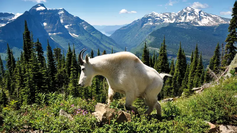 Top 5 Virtual tours Glacier National Park