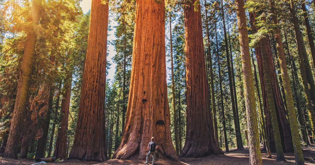 America’s Natural Giant: General Sherman Tree