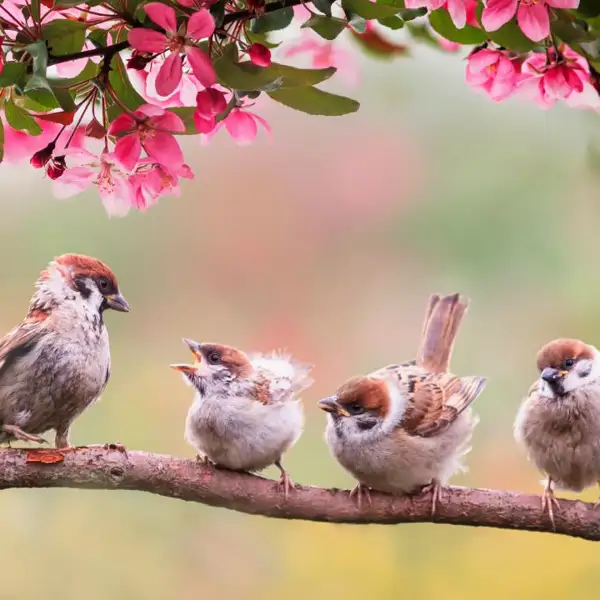 11 phrasal verbs ispirati alla natura