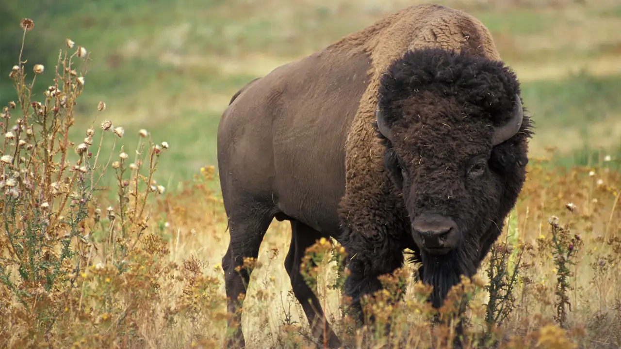 Lost Landscapes: The Living Prairie Museum