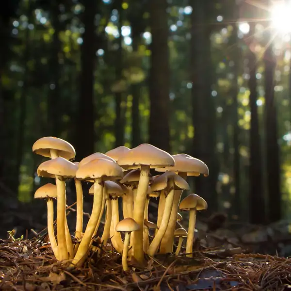 Nature: Forest Life