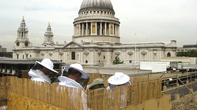 Urban Bees, London