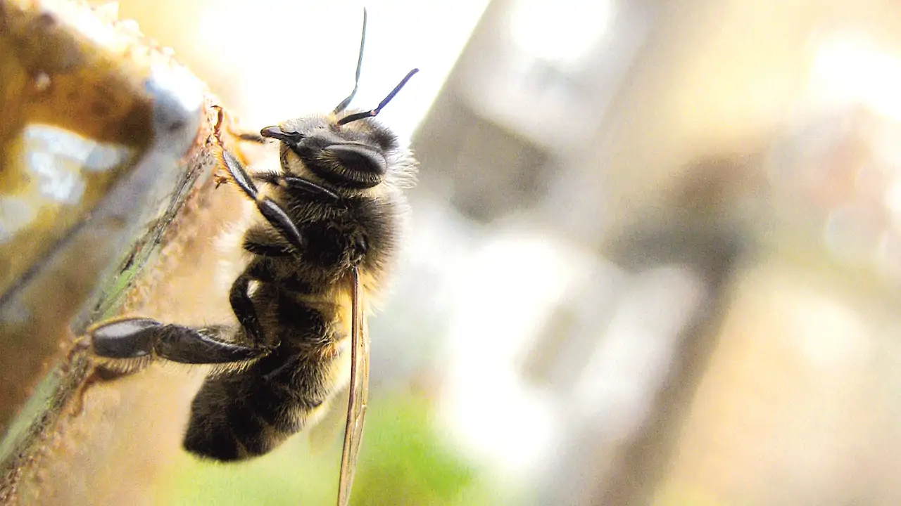 Bees And The City: These Insects Are Thriving in London