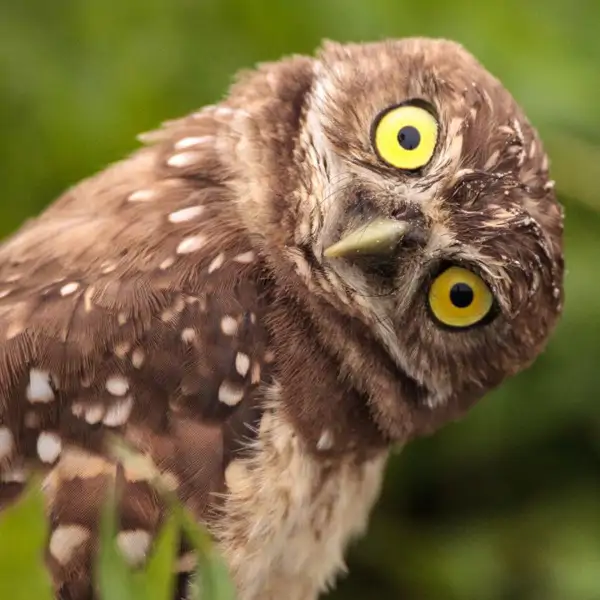 Idioms con animales