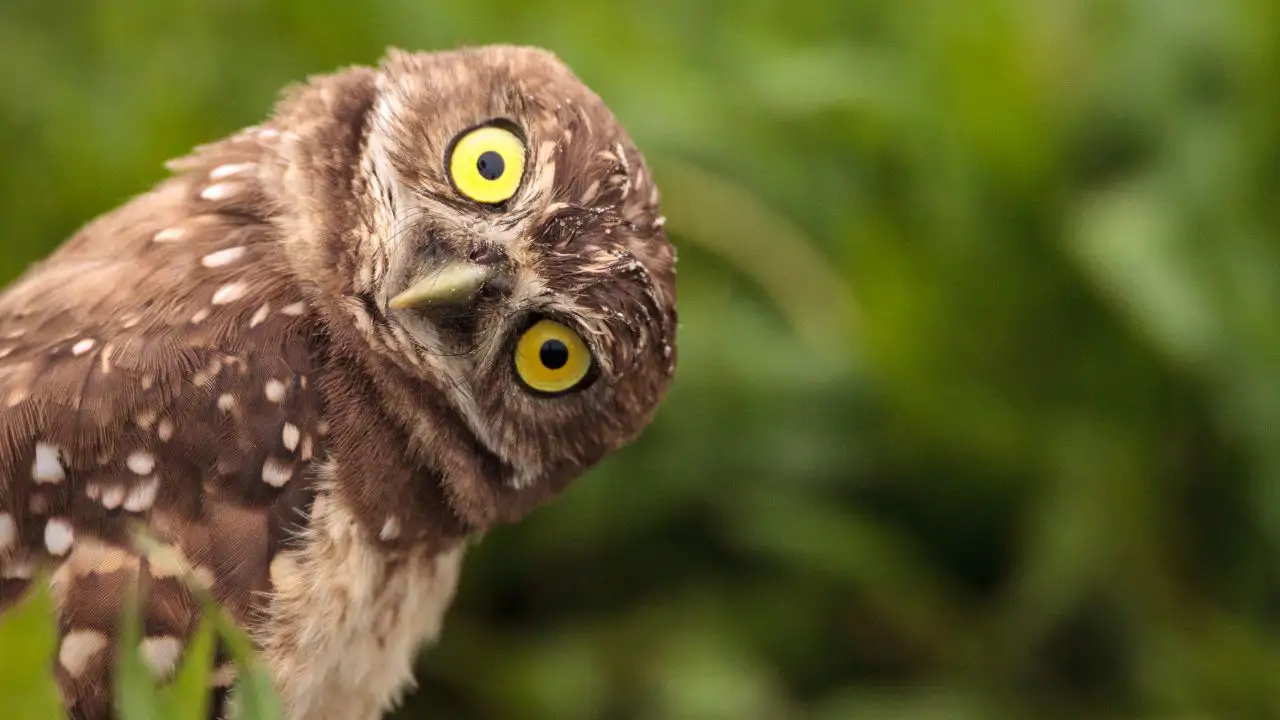 10 espressioni con animali che i madrelingua inglesi usano quotidianamente (e dovresti usarle anche tu!)