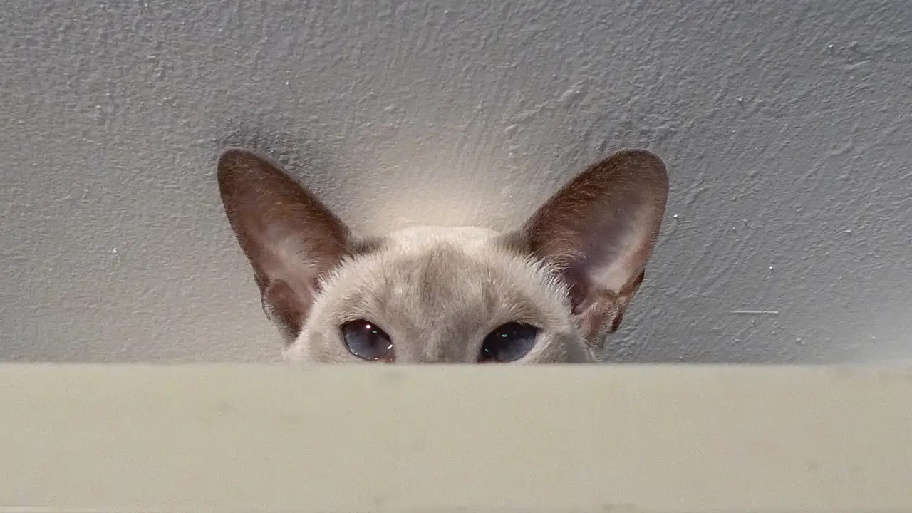 Cat Psychology