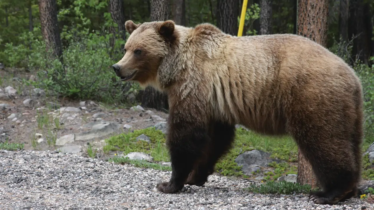 Jasper National Park: Staying Safe in Bear Country
