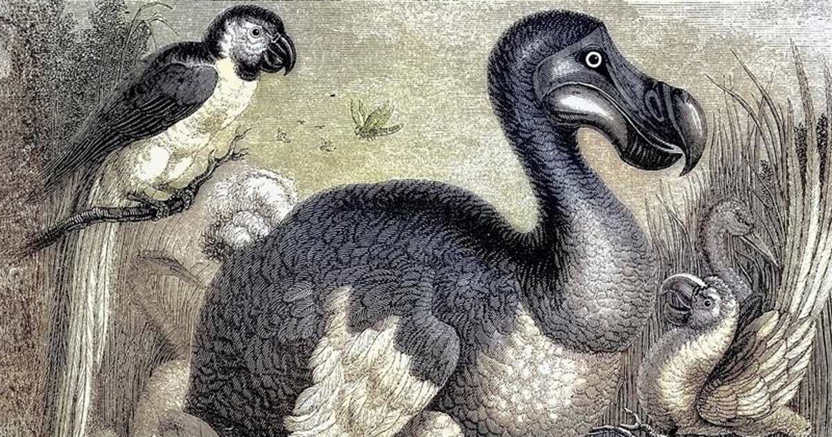 Dodo Back Can the Dodo Come Back to Life?