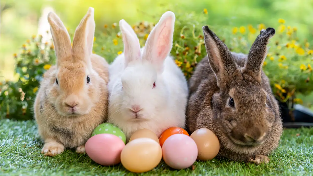 The Easter Bunny Around The World
